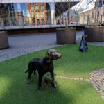Dog-Friendly Tallinn Walks Parks, Promenades and Waterfront Paths